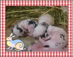 Un lapereau nat avec...