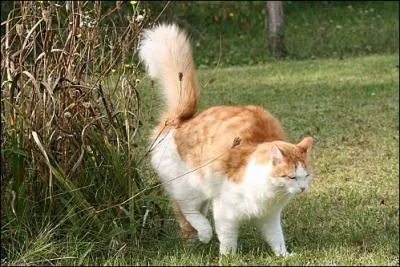 Les chattes marquent-elles aussi leur territoire en l' 'arrosant' en diffrents endroits ?