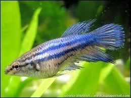 Les poissons rouges  l'tat sauvage ne sont pas de couleur rouge.