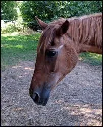 Comment dtermine-t-on (trs approximativement) l'ge d'un cheval ? A ...