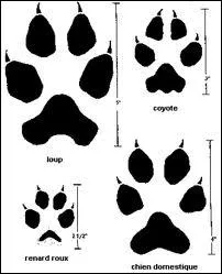 Combien de doigts le chien possde-t-il par patte  l'avant ?