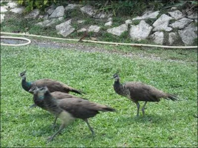 Ces quatre oiseaux sont de la famille des ...