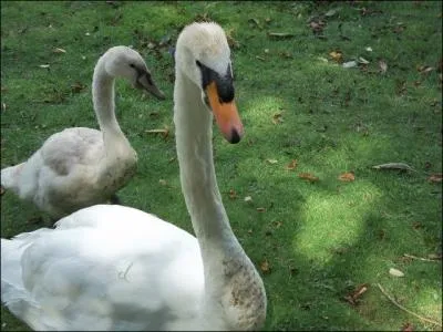 La, on aper�oit distinctement ...