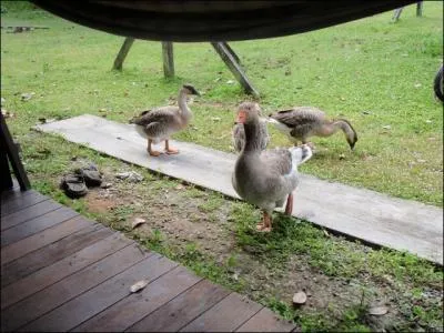 Les oies, comme les canards, se nourrissent de ...