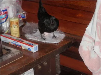 L'�vier, ce n'est pas vraiment la place ...