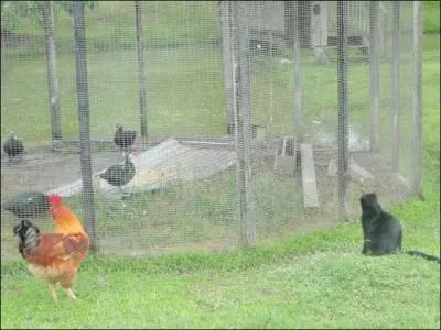 Combien comptez-vous de gallinac�s ?