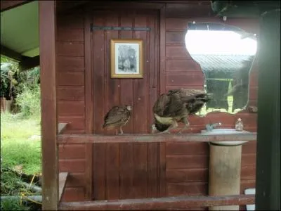 Quels sont ces deux oiseaux ?