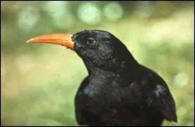 Quel est cet oiseau ?