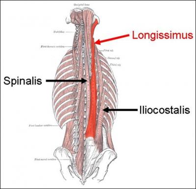 Quel muscle parmi les suivants est situé en dedans de l'iliocostalis et en dehors du semispinalis ?