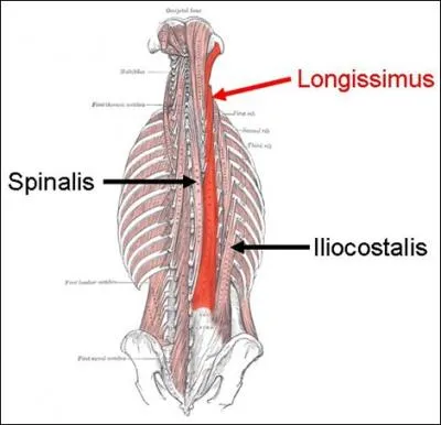 Quel muscle parmi les suivants est situ en dedans de l'iliocostalis et en dehors du semispinalis ?