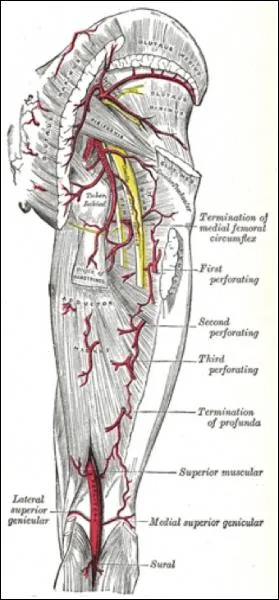 L'anastomose qui existe entre artre fmorale circonflexe mdiale et premire branche perforante de l'artre profunda femoris SE TROUVE ?