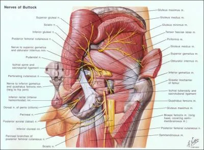 Dans une voie d'abord de hanche (latrale) modifie de Hardinge, QUEL lment anatomique limite l'extension vers le haut de la dissociation du gluteus mdius ?