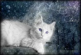 Quelle srie de romans (adapte en mangas) nous racontent des aventures de chats ?