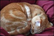 Il appartient a une des plus anciennes races de chats. A quelle grande famille n'ayant pas fait l'objet d'un programme de slection ce chat appartient-il ?