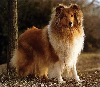 Quelle est cette race de chien ?