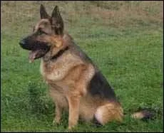 Quelle est cette race de chien ?