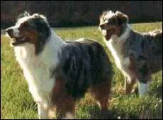 Quelle est cette race de chien ?