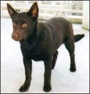 Quelle est cette race de chien ?