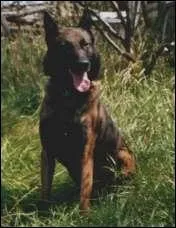 Quelle est cette race de chien ?