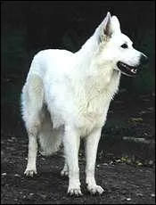 Quelle est cette race de chien ?