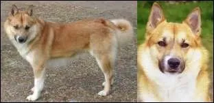 Quelle est cette race de chien ?