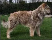 Quelle est cette race de chien ?