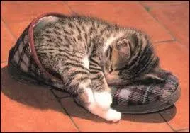 En moyenne, combien de temps un chat adulte dort-il par jour ?