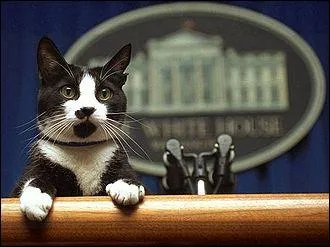 Socks avait choisi une bonne maison, laquelle ?