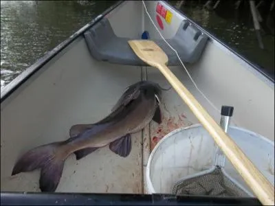 Il hante les rivires guyanaises !