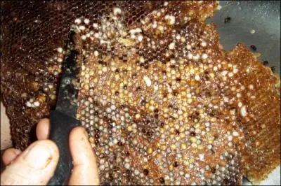 A quoi vous fait penser cette image ?