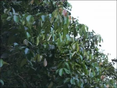 Ou se trouve le singe ?