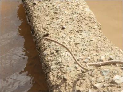 C'est un serpent trs fin et trs long !