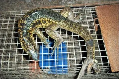 Trs courant en Guyane !