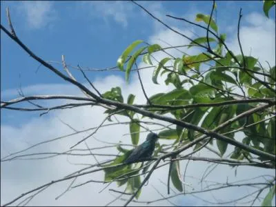 Lui aussi est typique de l'Amazonie !