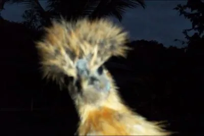 Mais quel est donc cet animal ?