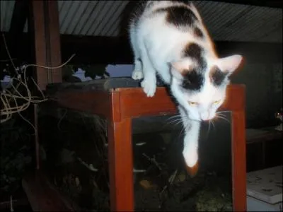 Il porte le nom du dieu de la guerre !