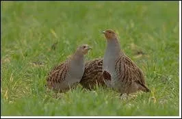 O la perdrix fait-elle son nid ?