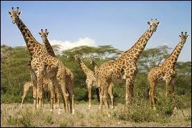 Combien de vertbre(s) une girafe a-t-elle dans le cou ?