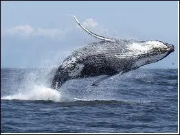 Combien pse le coeur d'une baleine ?