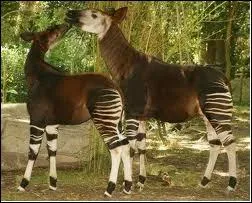 A quelle famille l'okapi appartient-t-il ?