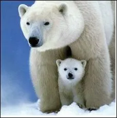 De quelle couleur est la peau de l'ours blanc ?