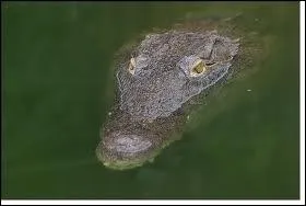 Combien de temps le crocodile peut-il rester sous l'eau sans respirer ?