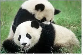 Combien de doigts le panda gant a-t-il  chaque patte avant ?