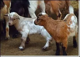 Quel est l'autre nom du chevreau, le petit de la chvre ?