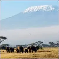 Eternelles aussi en Afrique ... .