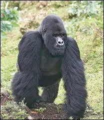 Primate imposant ... .