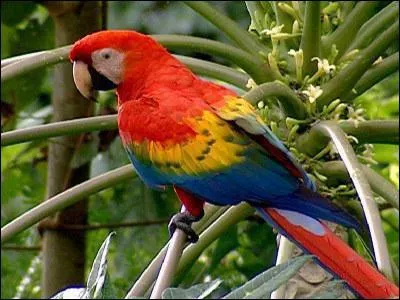 Quel est le nom de cet oiseau ?