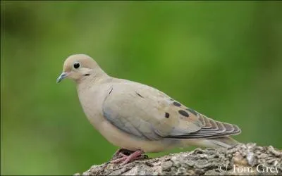 Quel est le nom de cet oiseau ?