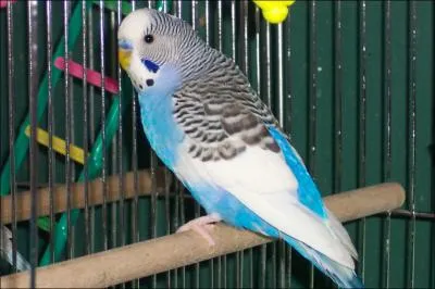 Quel est le nom de cet oiseau ?