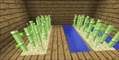 Faut-il que le sable touche l'eau pour planter la canne  sucre ?